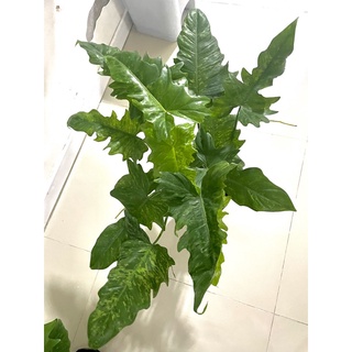 ฟิโลเดนดรอน ลายเมฆ Philodendron minarum