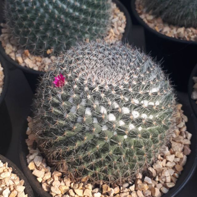 Cactus​ แคคตัส​ ตะบองเพชร​ กระบองเพชร
สอบถามเพิ่มเติมได้นะคะ

จัดส่งทั้งกระถาง

https://www.facebook