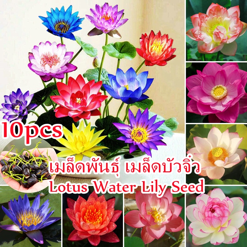 บอนสี 10เมล็ด บัวจิ๋ว Mini Lotus Water Lily Flower Seeds บัวคละสี เมล็ดบัวจิ๋ว เม็ดบัว สวนบัว บัวแคระ บัวจิ๋ว ดอกไม้