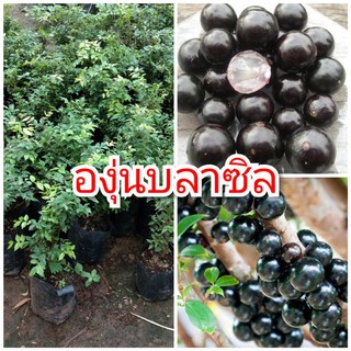 ต้นองุ่นบลาซิล หรือองุ่นต้น ต้นพันธุ์สูง 30-40 ซม. รับประกันสายพันธุ์แท้ 100 % ปลูก 2-3 ปีติดผล