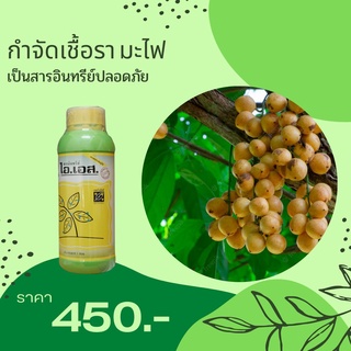 มะไฟ ผลร่วง กำจัดโรคมะไฟ จากเชื้อราต่างๆ ปลอดสารพิษ ไอเอส และ FK-T(ใช้ได้ทุกพืช)โดย FK