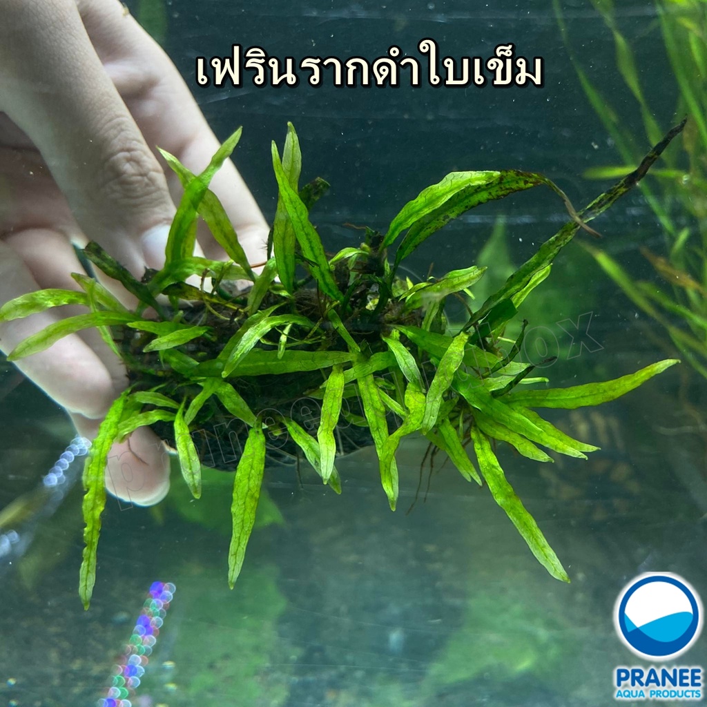 เฟรินรากดำใบเข็ม  เฟรินรากดำมินิ หายาก!! เกาะหิน**กรุณาอ่านรายละเอียดก่อนสั่งซื้อ**