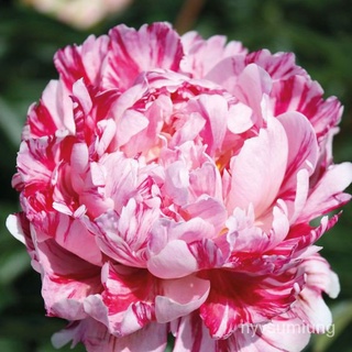 （อัตราการงอก 90%）เมล็ดโบตั้นPeony Candy Stripe 20เมล็ด(ชมพู/เมล็ด ผัก ปลูก สวนครัว คละ