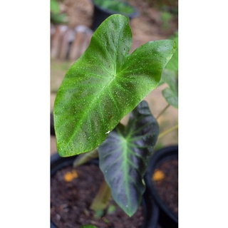 [Update เพิ่ม‼️] Colocasia aloha (อ่านรายละเอียดเพิ่มเติมด้านล่างค่า)