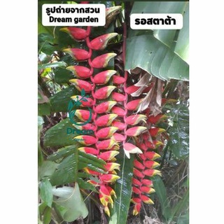 สร้อยกัทลี เฮลิโคเนีย Heliconia  รอสตาต้า บันไดสวรรค์ดอกแดง ห้อยลงล่าง