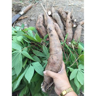 cassava for making fufu มัน5นาทีสีขาว 5kg