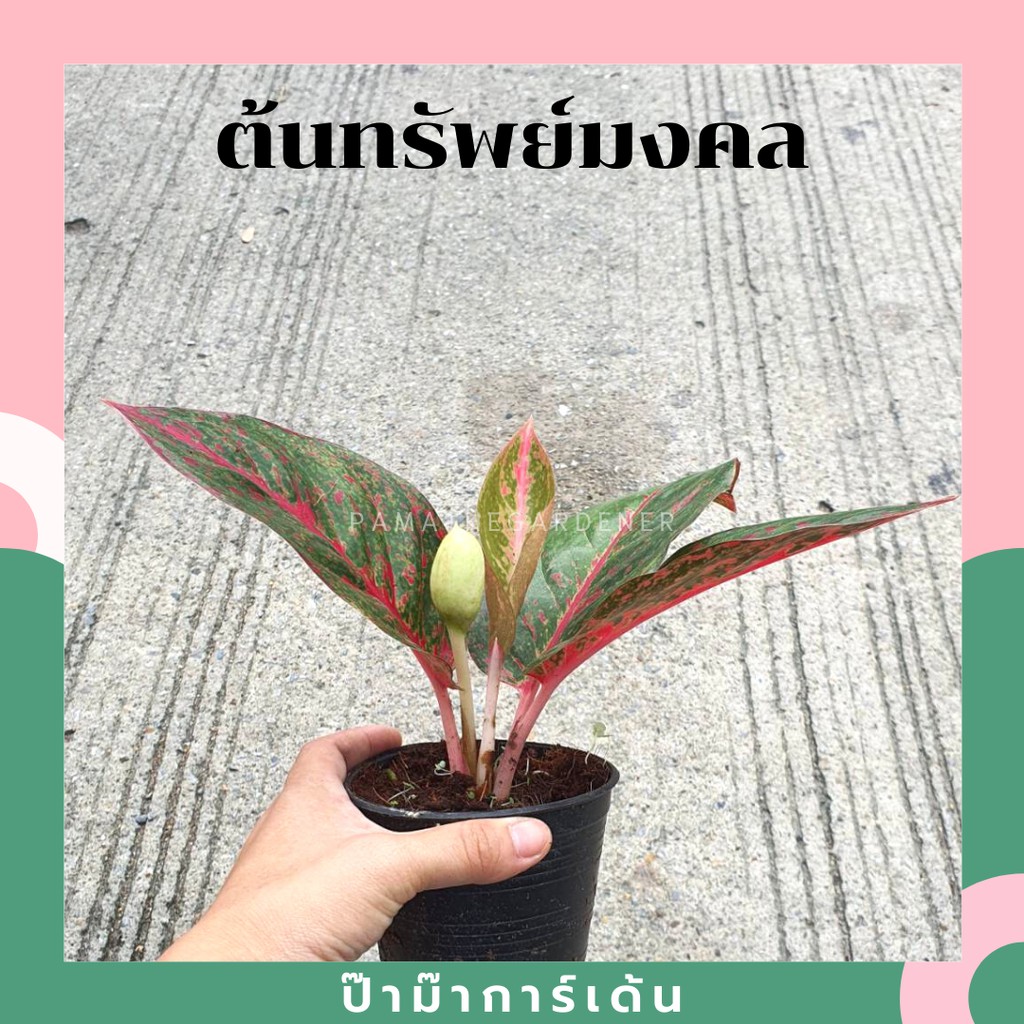 มุมมอง 2