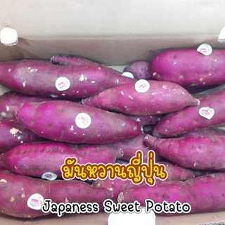 มันหวานญี่ปุ่น เนื้อเหลือง Japanese Sweet Potato