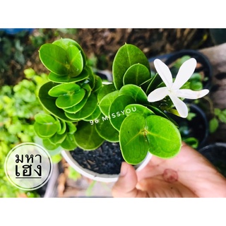 🎋ต้นมหาเฮง🎋หรืออีกชื่อหนึ่งคือ 🌿หีบไม้งาม