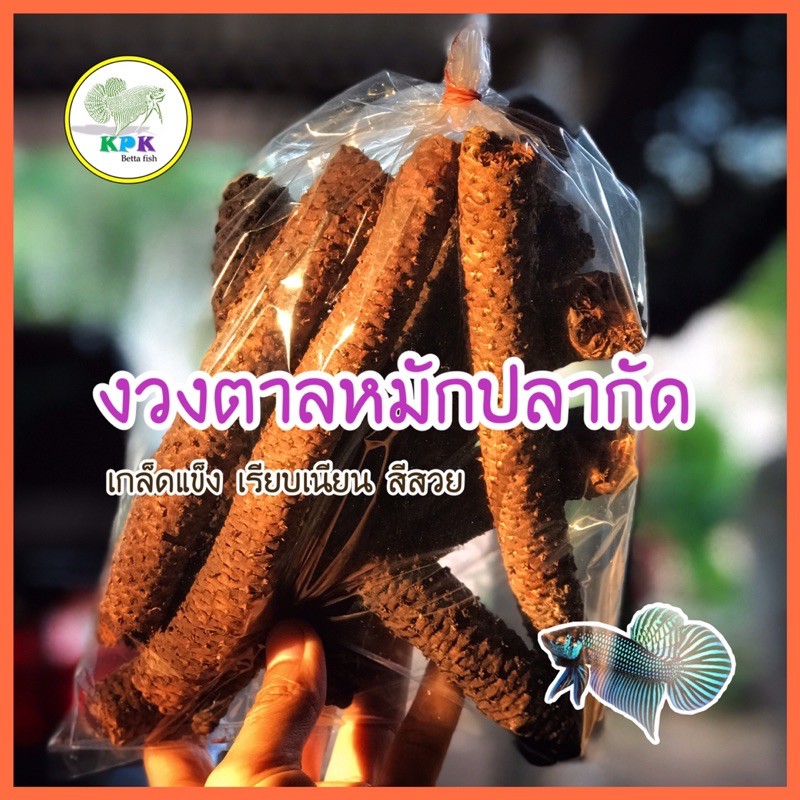 งวงตาลสำหรับหมักปลากัด (ขนาด 300 กรัม)