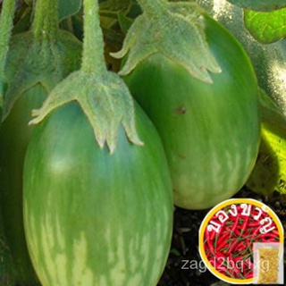 THAI EGGPLANT DWARF-(128เมล็ด) กุหลาบ/สร้อยข้อมือ/แม่และเด็ก/เมล็ด/กางเกง/ผู้ชาย/พาสต้า/เด็ก/ผักกาดหอม/คื่นฉ่าย/ GH8B