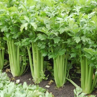 เมล็ดพันธุ์ คื่นฉ่ายฝรั่ง หรือ เซอราลี่ ( Celery Big Seed ) บรรจุ 100 เมล็ด