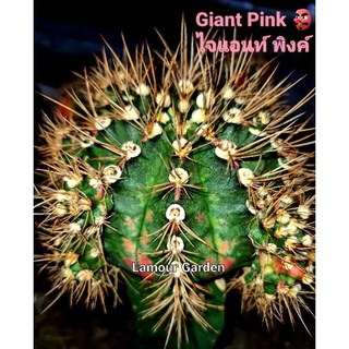 หน่อเด็ดสด แคคตัส (Gymno) "Giant Pink" (ไจแอนท์ พิงค์) 👺