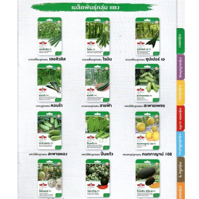 #11 ผักศรแดง F1 ปลูกง่าย โตไว ผลผลิตดี