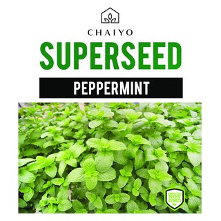 เมล็ดพันธุ์เปปเปอร์มินต์ ชัยโย 40 เมล็ด PEPPERMINT 40 SEEDS