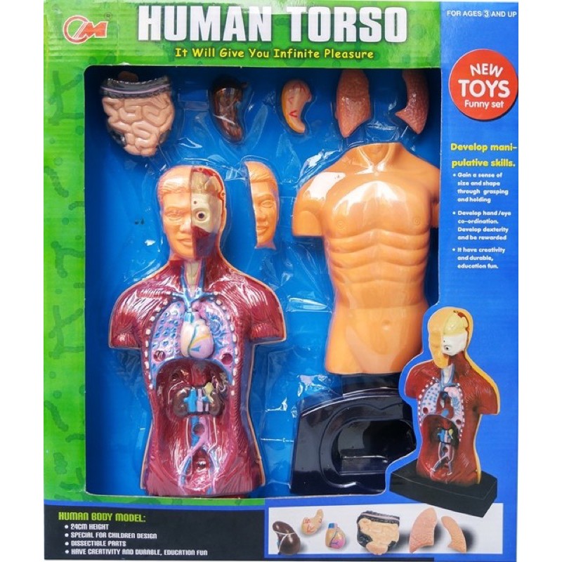 Human Torso ชุดจำลองระบบร่างกาย Human Anatomy