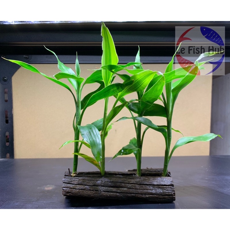 AQUARIUM AQUASCAPE DECORATIVE LIVE PLANT🌱DRACAENA 觀音竹 D5018 |AQUATIC PLANT AQUA PLANT WATER PLANT PO