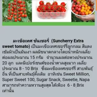 เมล็ดพันธุ์มะเขือเทศหวาน ซันเชอรี่พรีเมียม Sun CherryPremiume Extra Sweet