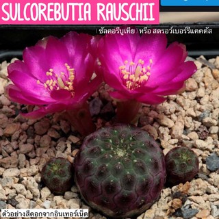 🍓🌵Sulcorebutia rauschii ( ซัลคอรีบูเทีย ) หรือ สตรอว์เบอร์รี่แคคตัส ต้นโตขนาด 4 cm 🌵🍓