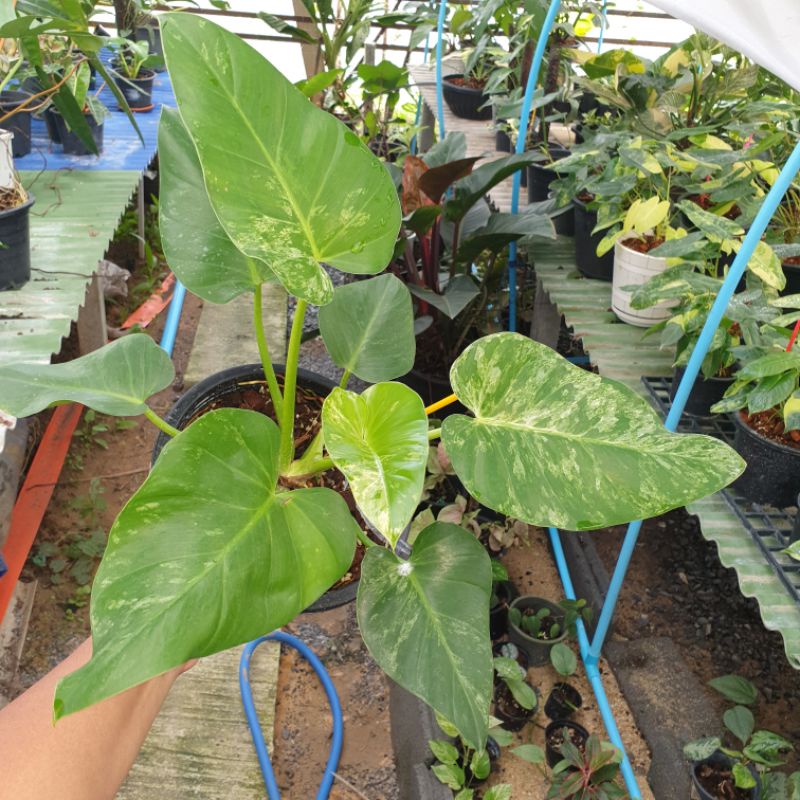 Philodendron Giganteum หูช้างด่างทุกใบ