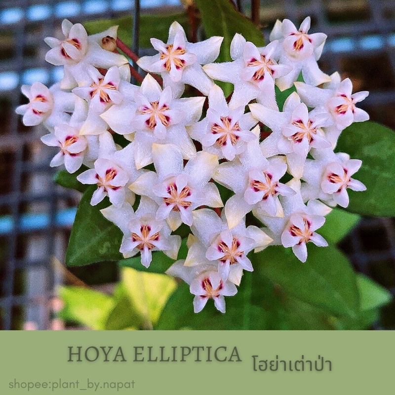 โฮย่าเต่าป่า Hoya elliptica