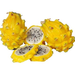 1ต้น แก้วมังกรพันธุ์นี้หายากIsraeli Yellow Dragon Fruit