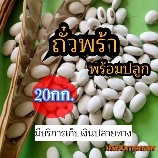 ✅ ถั่วพร้า เมล็ดถั่วพร้า 20 กิโลกรัม(รับประกันการงอก)