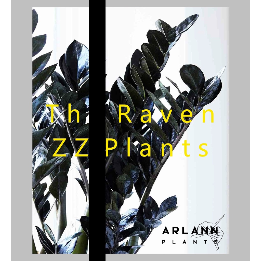 ♣️ ใบกวักมรกตดำ (Raven ZZ Plants) 🖤 “มีตุ้มและรากทุกใบ” สายพันธุ์ฮอลแลนด์ “จัดส่งพร้อมกระถาง” ไม้ฟอกอากาศ ไม้มงคล