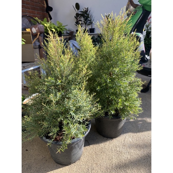 ต้นสนหอม#มีกลิ่นหอม#ไล่ยุง#กระถาง 5-8-10 นิ้ว