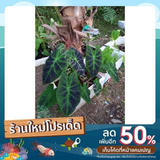 บอนสีแบล็กบิวตี้3ต้น Colocasia Black beauty/ว่านมเหศวร ต้นไม้ฟอกอากาศ  ต้นไม้ราคาถูก  ไม้ใบ  อะโลคาเซีย  โคโลคาเซีย