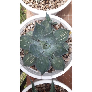 [ขายหน่อ] Agave potatorum Striata อากาเว่ โพทาโทรั่ม สเตรียต้า  ใบด่างสเตรีย ไม้อวบน้ำ แคคตัส