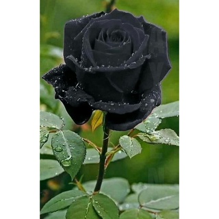 5 เมล็ด เมล็ดกุหลาบ สีดำ ดอกใหญ่ กุหลาบ