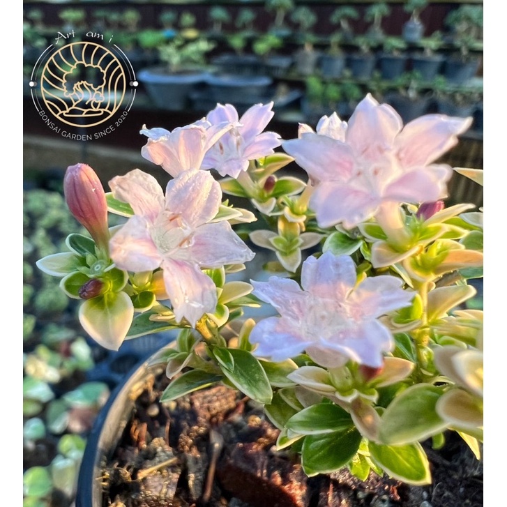 ข้าวตอกพระร่วงใบขอบขาว 🌸 [ Serissa foetida variegated.] บอนไซจิ๋ว ซากุระแคระ - รูปที่ 2