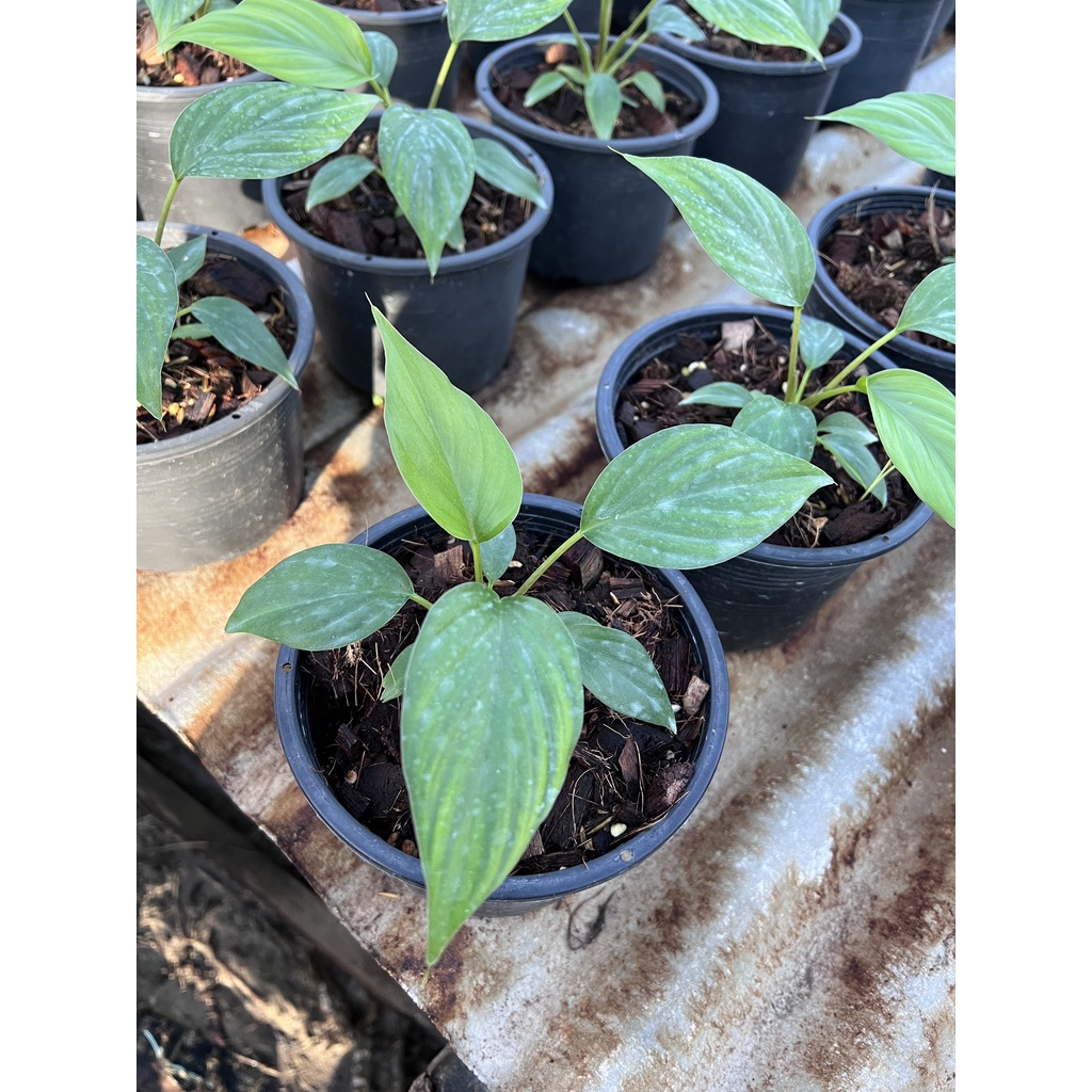 มุมมอง 2