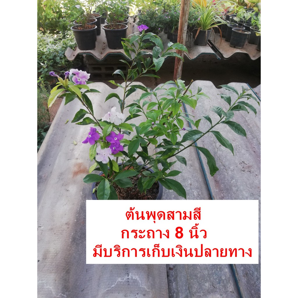 My Image 16