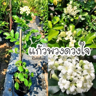 แก้วพวงดวงใจ🌱ต้นสวยๆพร้อมดอกสวยมากๆ(รับประกันสินค้าชำรุด)