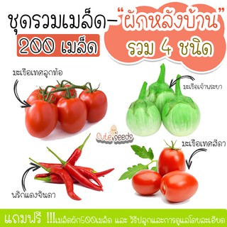 เมล็ดพันธุ์ชุดผักหลังบ้าน200เมล็ด มะเขือเทศสีดา มะเขือเทศลูกท้อ มะเขือเจ้าพระยา พริกจินดา(แถมฟรี เมล็ดผักทุกออเดอร์)