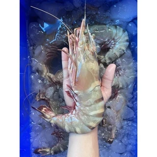 กุ้งลายเสือ จัมโบ้ ถูกที่สุด ยอดขายกว่า 2500โล สดไม่ฟรีซจากเรือโดยตรง รีวิวเพียบ ไม่ผิดหวังแน่นอน