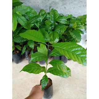 ต้นกาแฟโรบัสต้าซื้อ10แถมฟรี1ต้น สั่งขั้นต่ำ3ต้นนะค่ะ