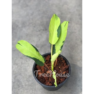 ฟิโลเดนดรอน ไทยซันไลท์ (Philodendron thai sunrise) กระถาง 4 นิ้ว