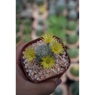 บูมิไอ Mammillaria Baumii กระบองเพชร แคคตัส