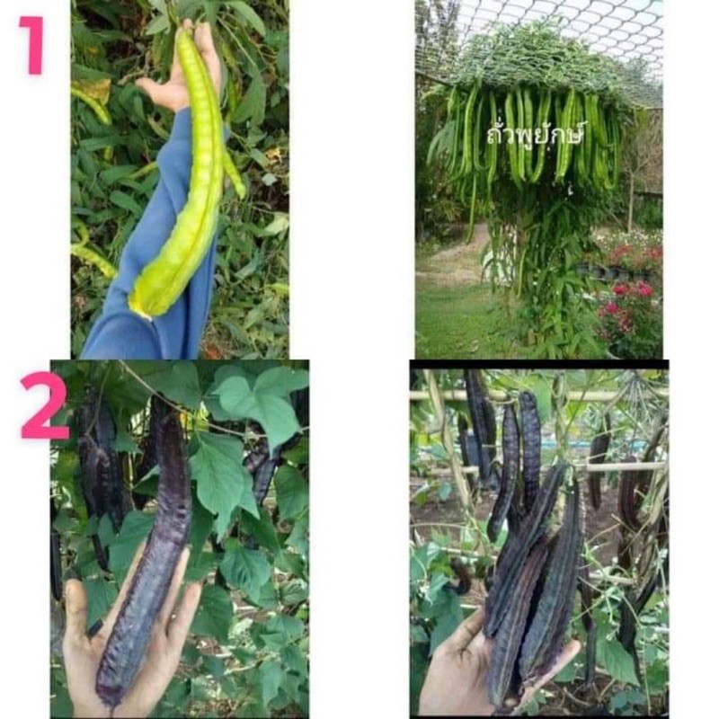 5เมล็ด เมล็ดพันธุ์ ถั่วพู Winged Bean Seeds Vegetables Seeds เมล็ดพันธุ์ถั่วพู เมล็ดพันธุ์ ถั่วพูยักษ์ ถั่วพูยาว Plants