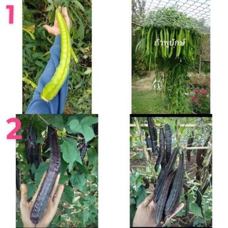 เมล็ดพันธุ์ ถั่วพูยักษ์,ถั่วพูยาว (Giant Winged Bean Seed) บรรจุ 3 เมล็ด เขียว,ม่วง