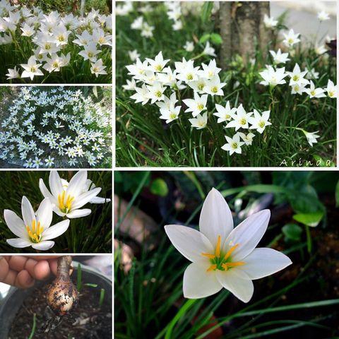 บัวดิน สีขาว (Zephyranthes grandiflora) 20 หัว/ชุด ชื่ออื่นๆ ว่านขุนแผนสะกดทัพ, บัวจีน, บัวฝรั่ง, บัวสวรรค์ หน่อ หัวใหญ่