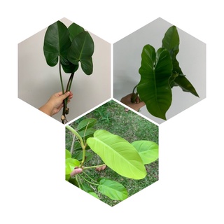 ฟิโลเดนดรอน Philodendron  ราคาน่ารัก🍃 มีของแถมมทุก order