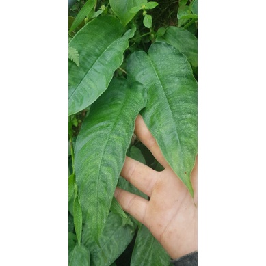 กวักพระพรหมกลายลายมีสีสันลวดลายกลายตามภาพจัดส่งทั้งต้นพร้อมปลูก - รูปที่ 2