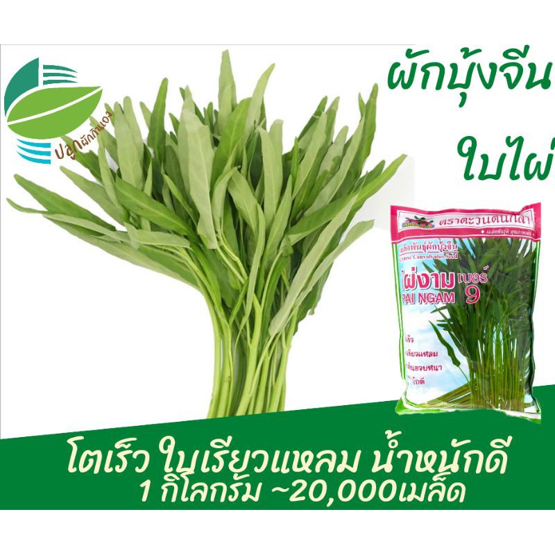 ผักบุ้งจีน ใบไผ่ 20,000 เมล็ด 1 กิโล เพาะต้นอ่อนได้