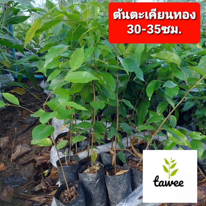 ต้นตะเคียนทอง 15-25​ ซม.  ตะเคียนทอง