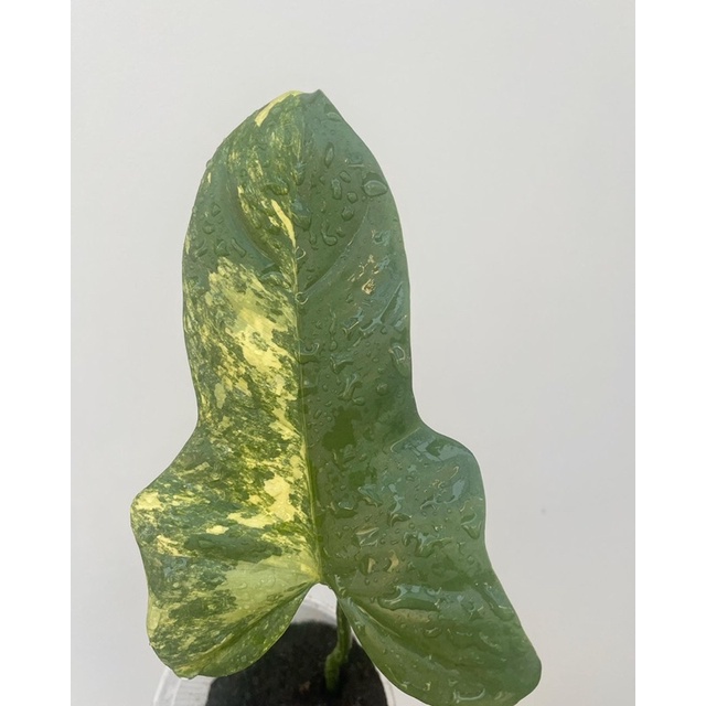 Philodendron violin variegated