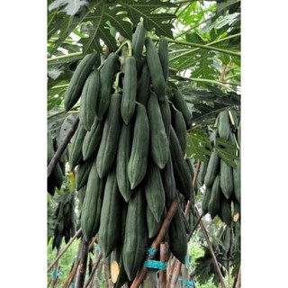 เมล็ดพันธุ์ มะละกอครั่ง (Papaya Seed) บรรจุ 10 เมล็ด สำหรับตำส้มตำโดยเฉพาะ ให้เนื้อกรอบหวานอร่อย